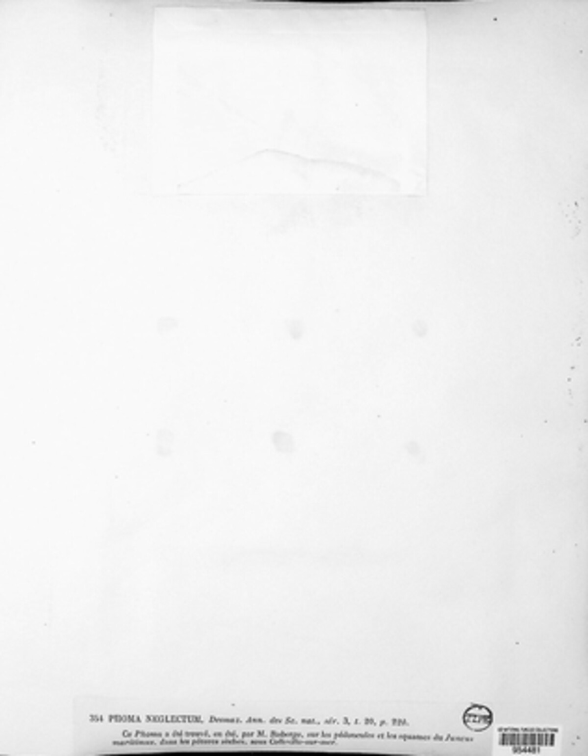 Phoma neglecta image